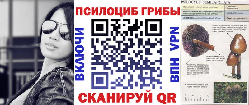 Псилоцибиновые грибы Psilocybe Кисловодск